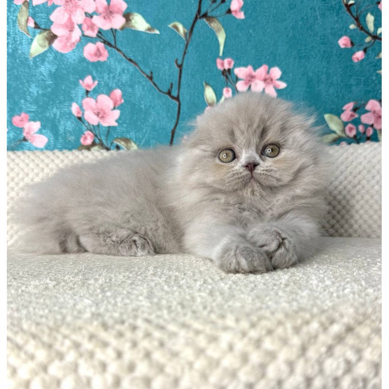 Scottish Kitty