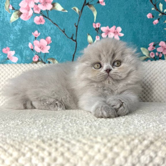 Scottish Kitty