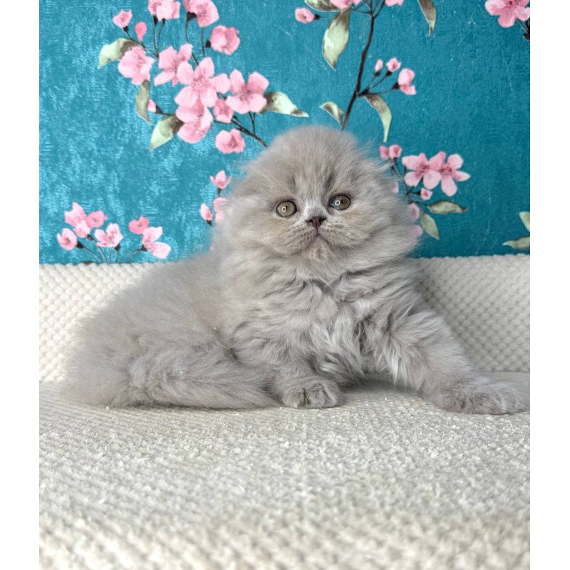 Scottish Kitty