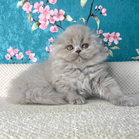 Scottish Kitty