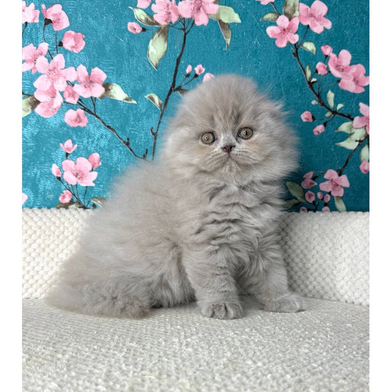 Scottish Kitty