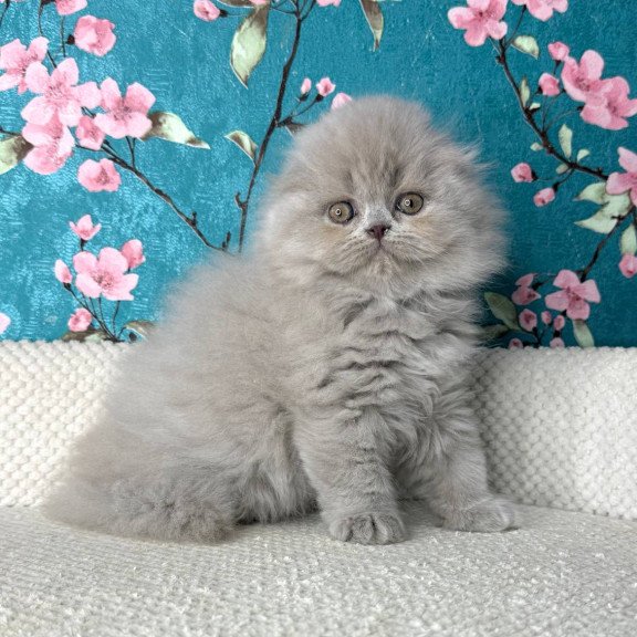 Scottish Kitty