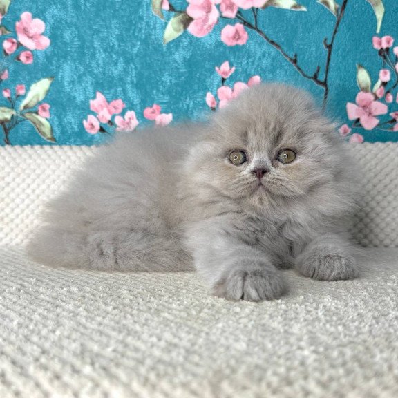 Scottish Kitty