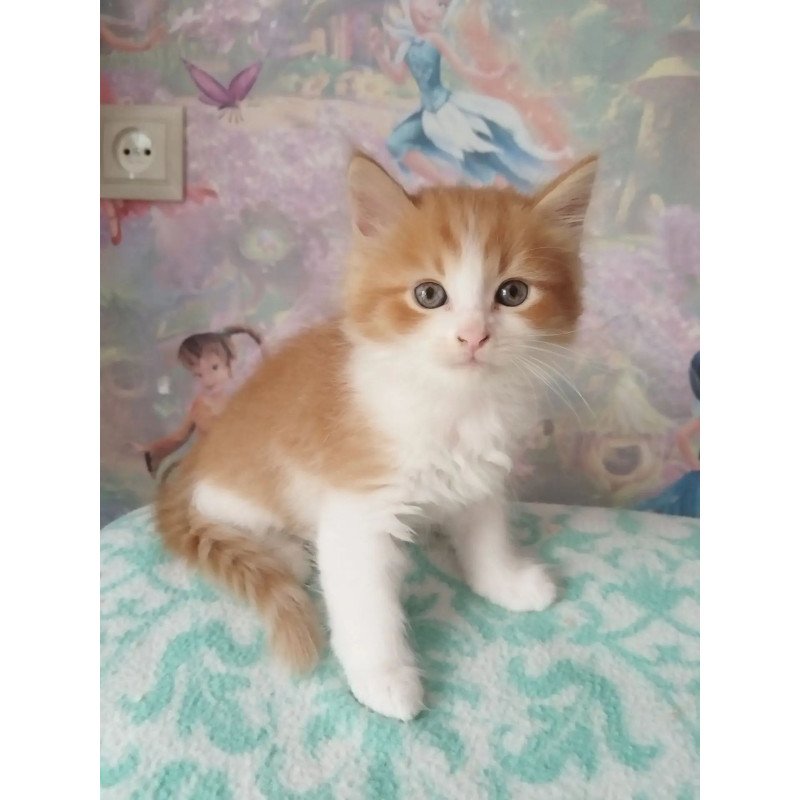 Siberian REZ Quick Oryol