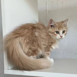 Siberian REZ Kikimora