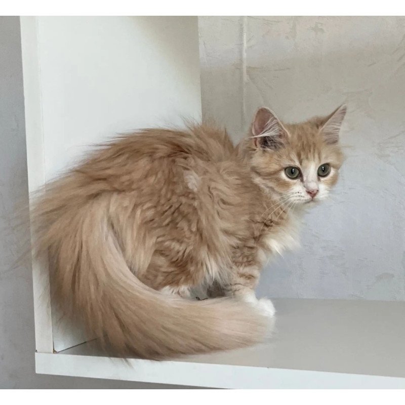 Siberian REZ Kikimora