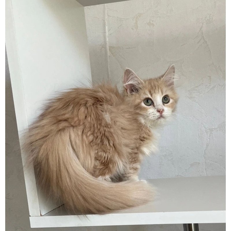 Siberian REZ Kikimora