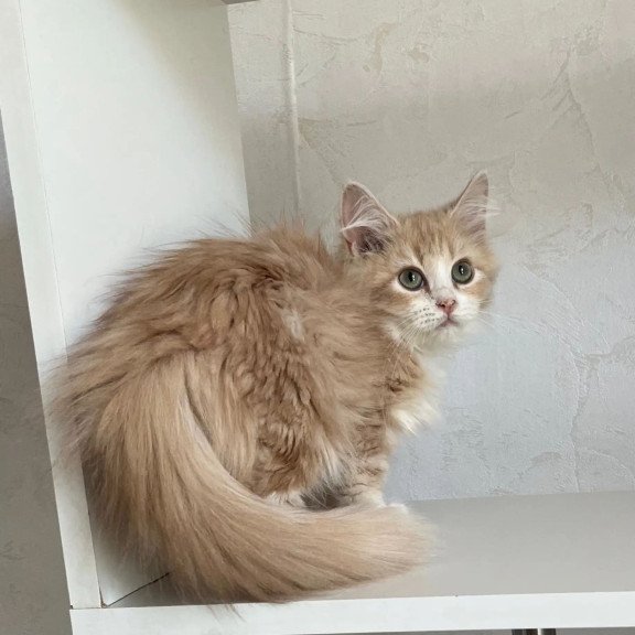Siberian REZ Kikimora