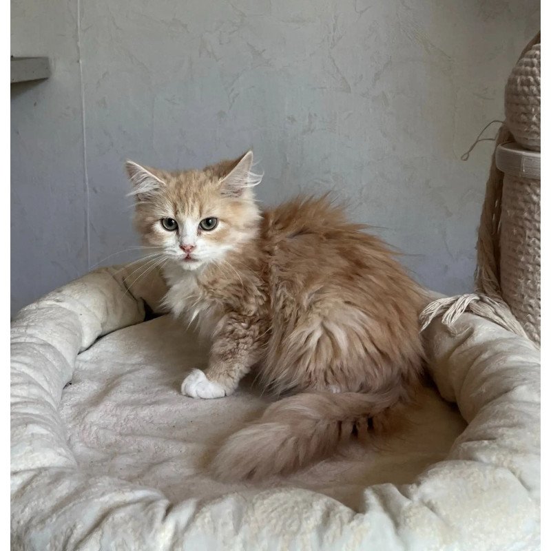 Siberian REZ Kikimora