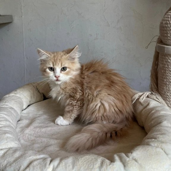 Siberian REZ Kikimora