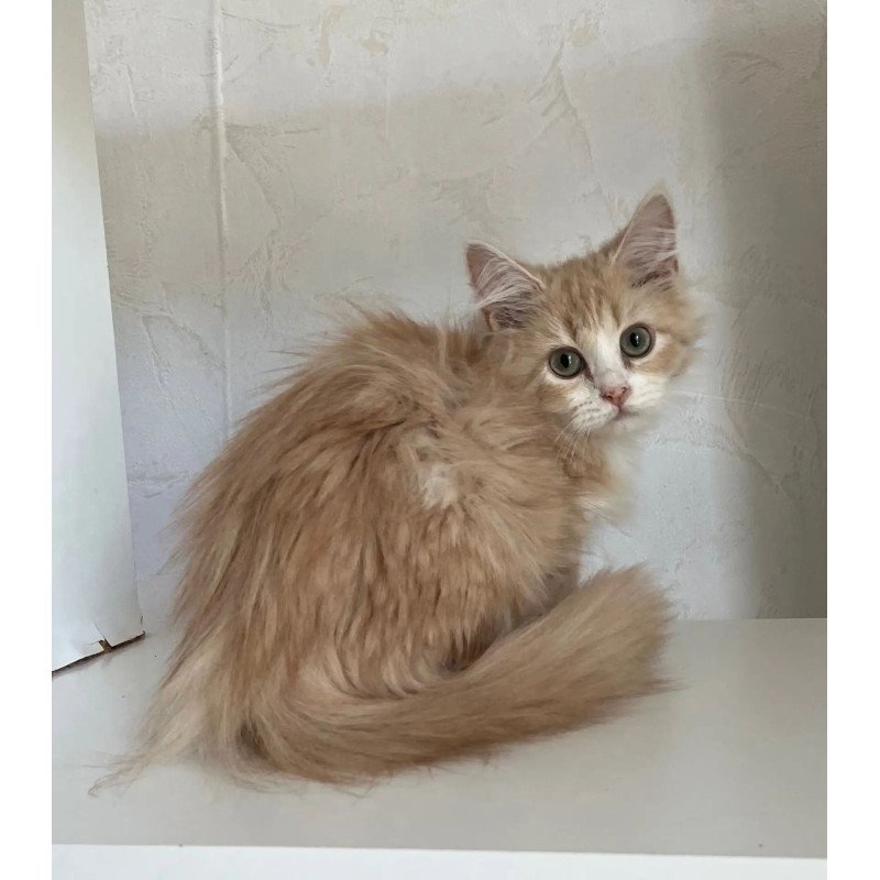 Siberian REZ Kikimora