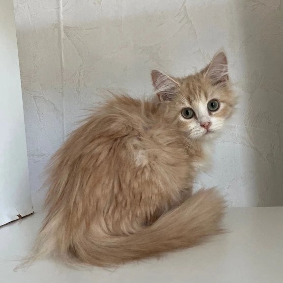 Siberian REZ Kikimora