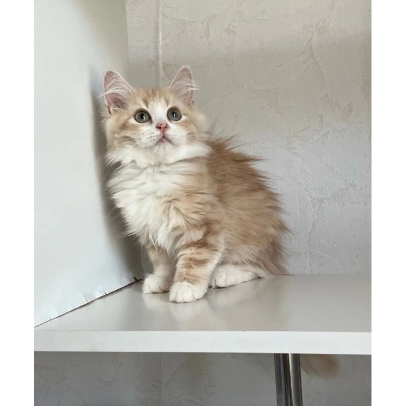 Siberian REZ Kikimora