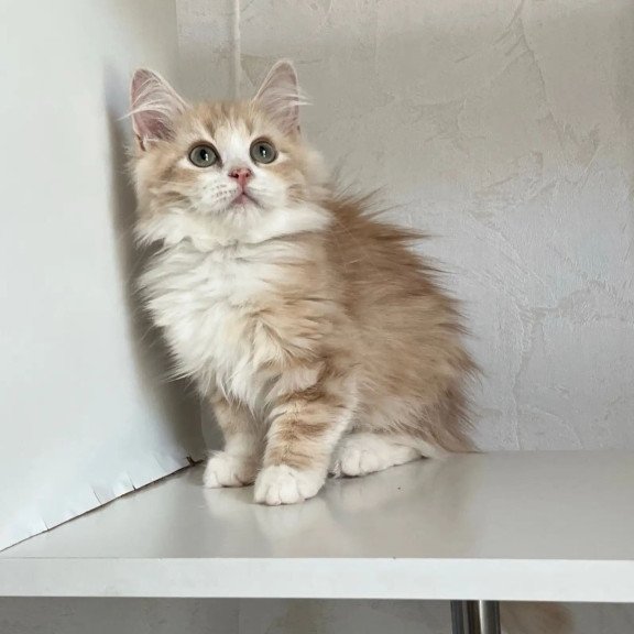 Siberian REZ Kikimora