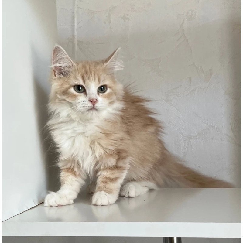 Siberian REZ Kikimora