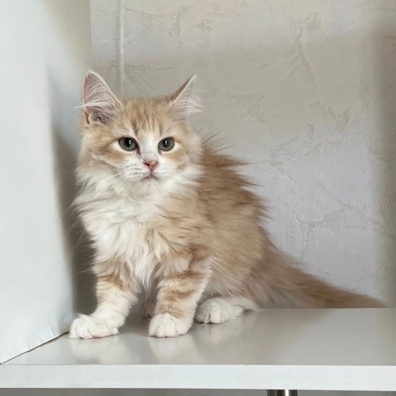 Siberian REZ Kikimora
