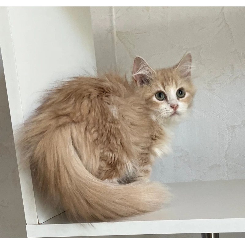 Siberian REZ Kikimora