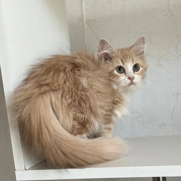 Siberian REZ Kikimora