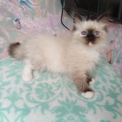 Siberian REZ Odelina