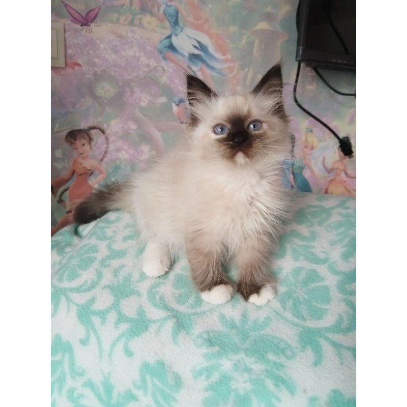 Siberian REZ Odelina