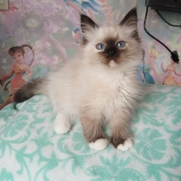Siberian REZ Odelina