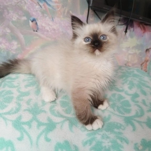 Siberian REZ Odelina
