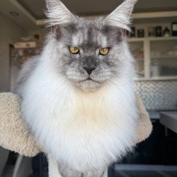 Maine Coon AP Timi