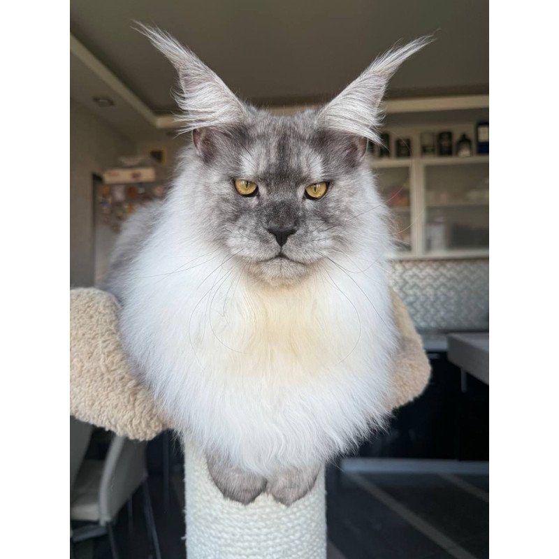 Maine Coon AP Timi