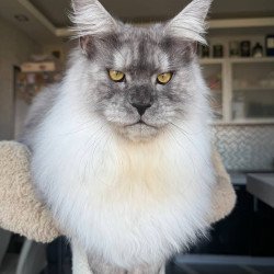 Maine Coon AP Timi