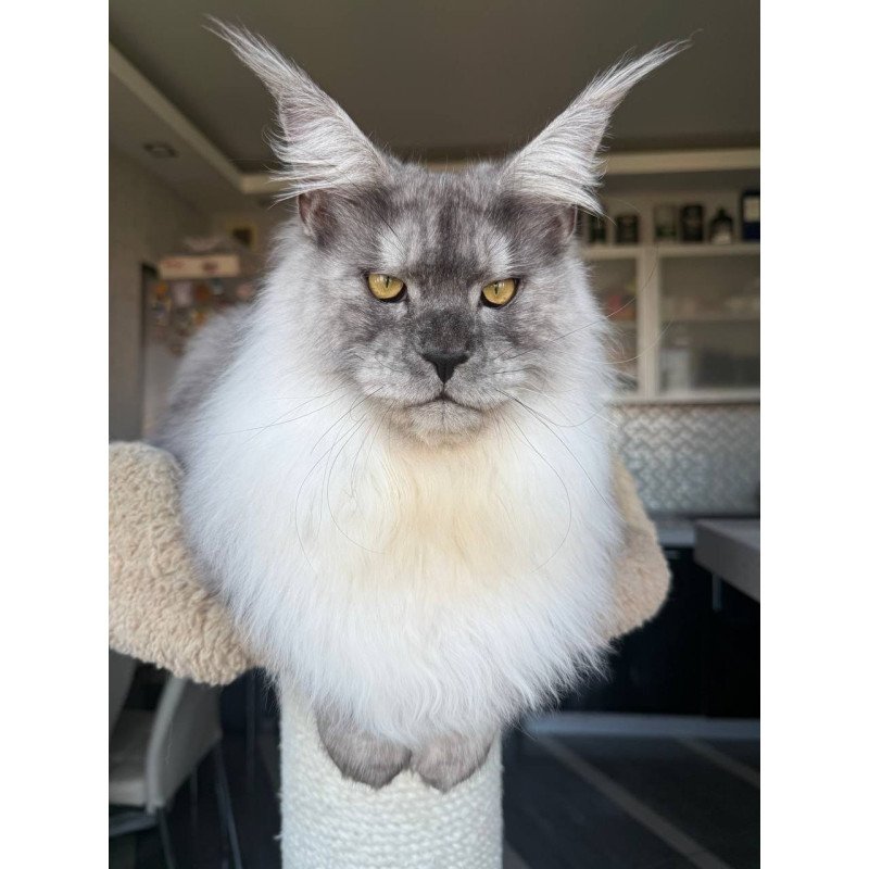 Maine Coon AP Timi