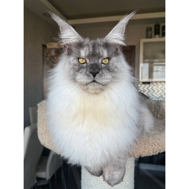 Maine Coon AP Timi