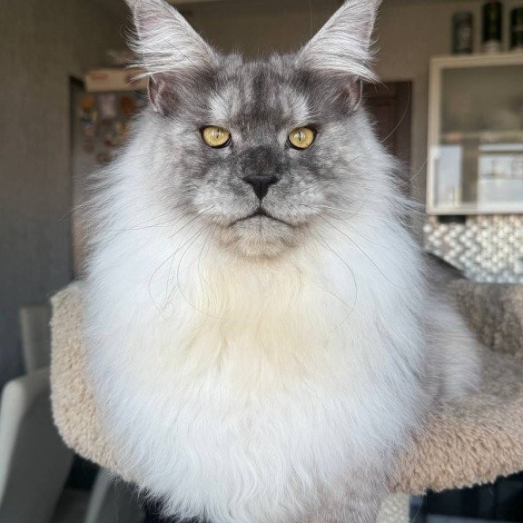 Maine Coon AP Timi