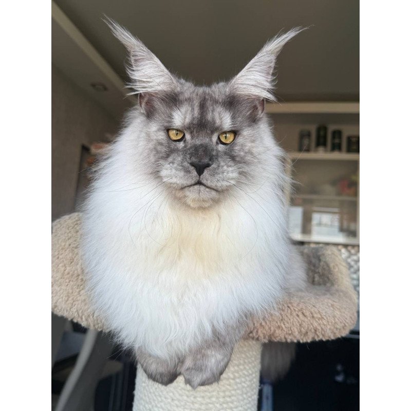 Maine Coon AP Timi