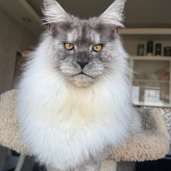 Maine Coon AP Timi
