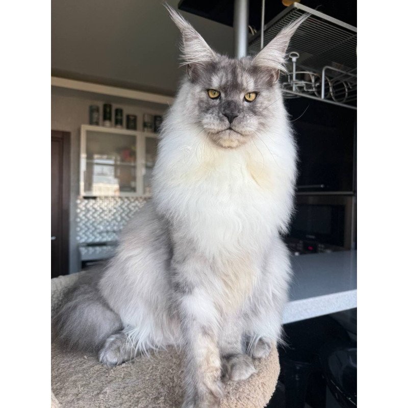 Maine Coon AP Timi