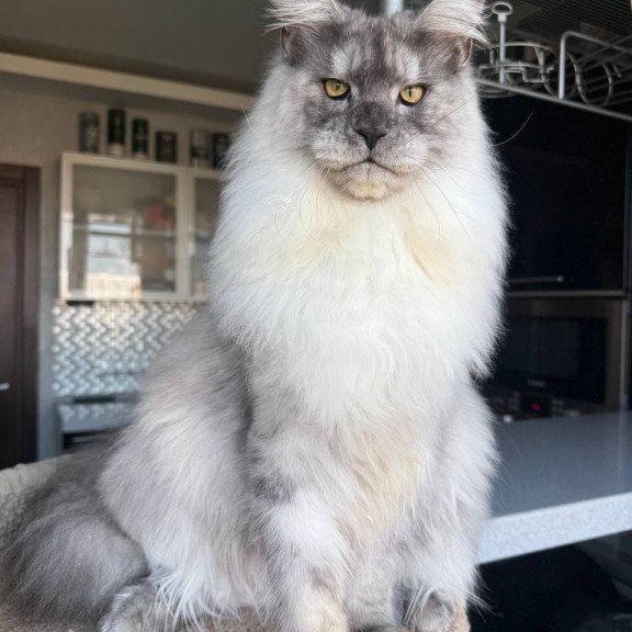 Maine Coon AP Timi