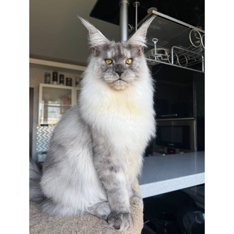 Maine Coon AP Timi