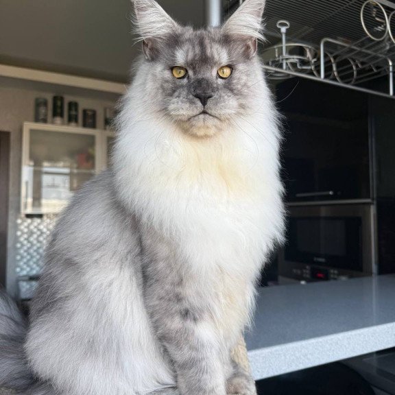 Maine Coon AP Timi