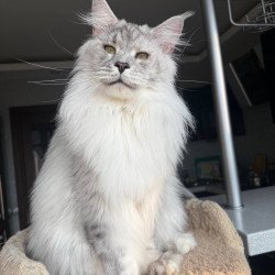 Maine Coon AP Zenith