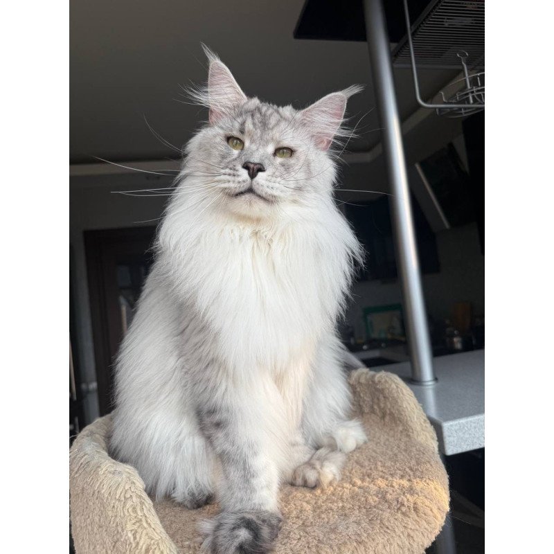 Maine Coon AP Zenith