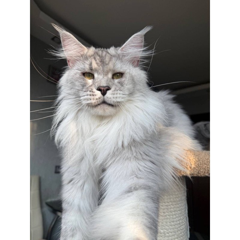 Maine Coon AP Zenith