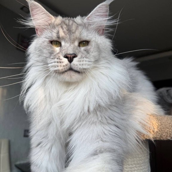 Maine Coon AP Zenith