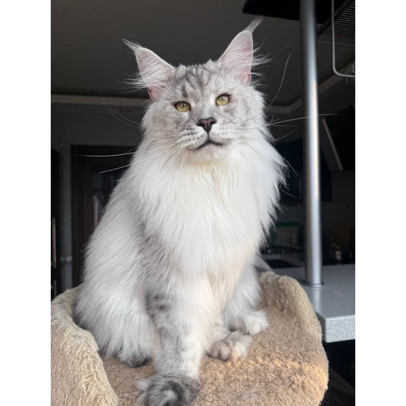 Maine Coon AP Zenith
