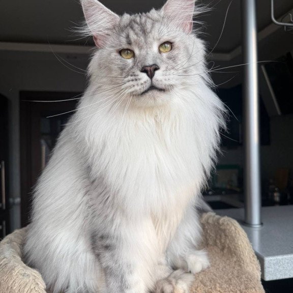 Maine Coon AP Zenith