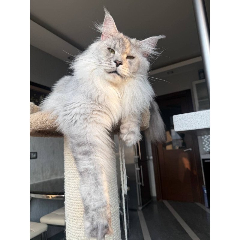 Maine Coon AP Zenith