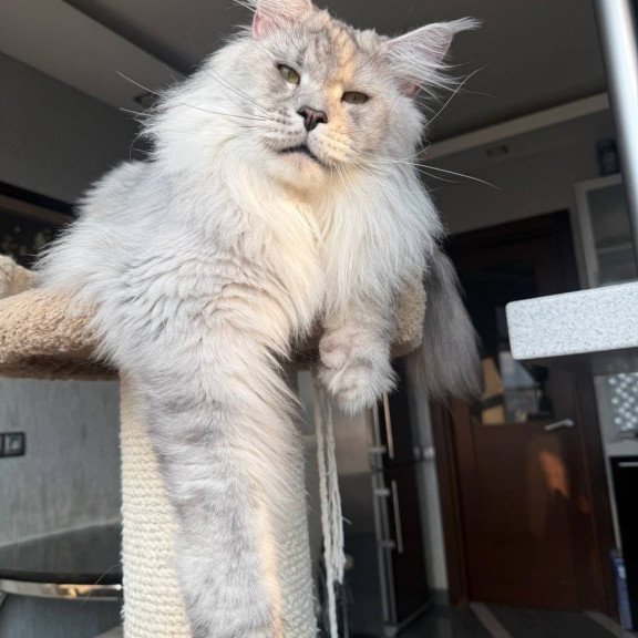 Maine Coon AP Zenith