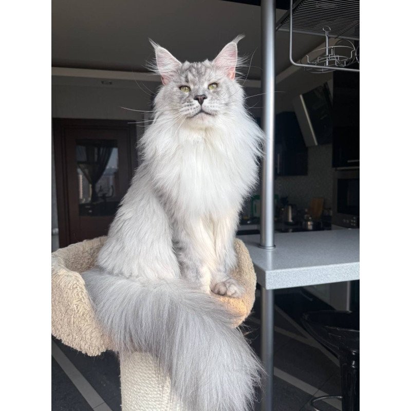 Maine Coon AP Zenith