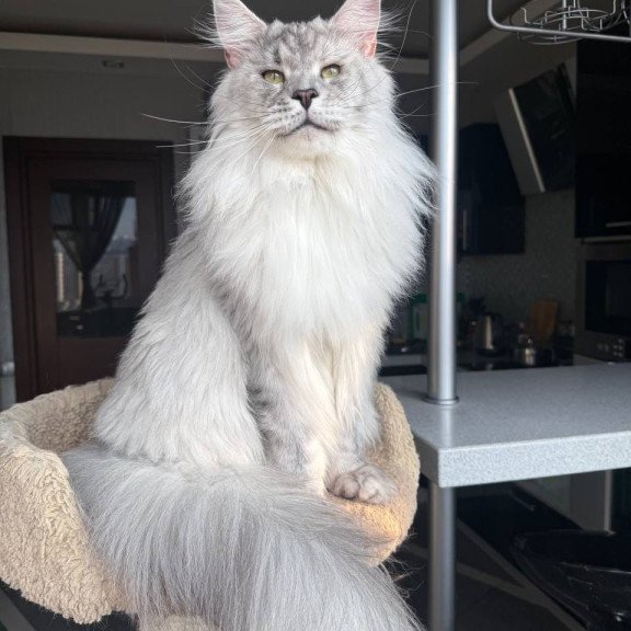 Maine Coon AP Zenith