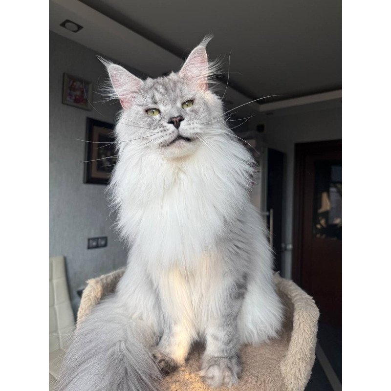 Maine Coon AP Zenith