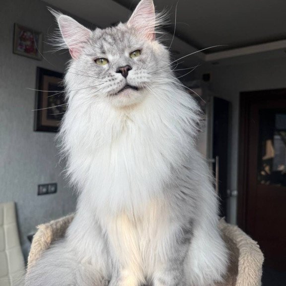 Maine Coon AP Zenith